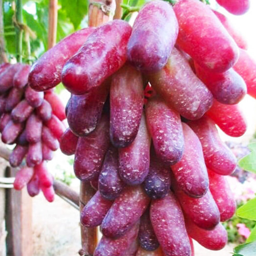 Саженцы винограда Клаудио Кардинале (черенкованный) - 2-летний Черновцы - изображение 1