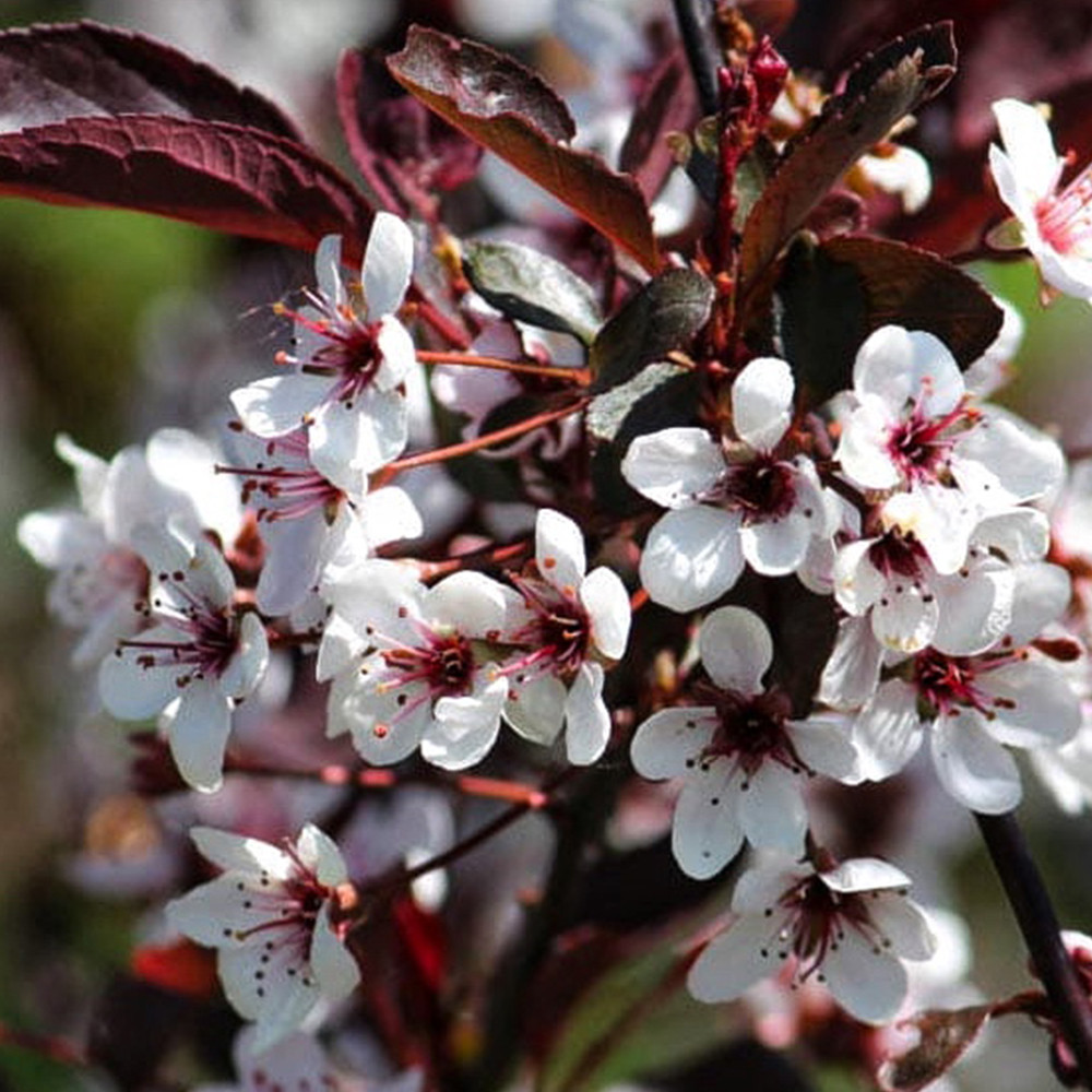 Саженцы сливы Писарди (привитый) - 2-летний Черновцы - изображение 2