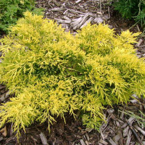 Саджанці ялівцю Жовтий Сапфір (черенкований) - 3-річний Чернівці - фото 1