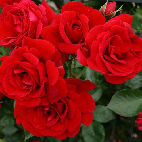 Саджанці троянд Мушімара (привитий) - 2-річний Чернівці