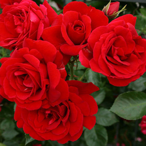 Саженцы роз Мушимара (привитый) - 2-летний Черновцы - изображение 1