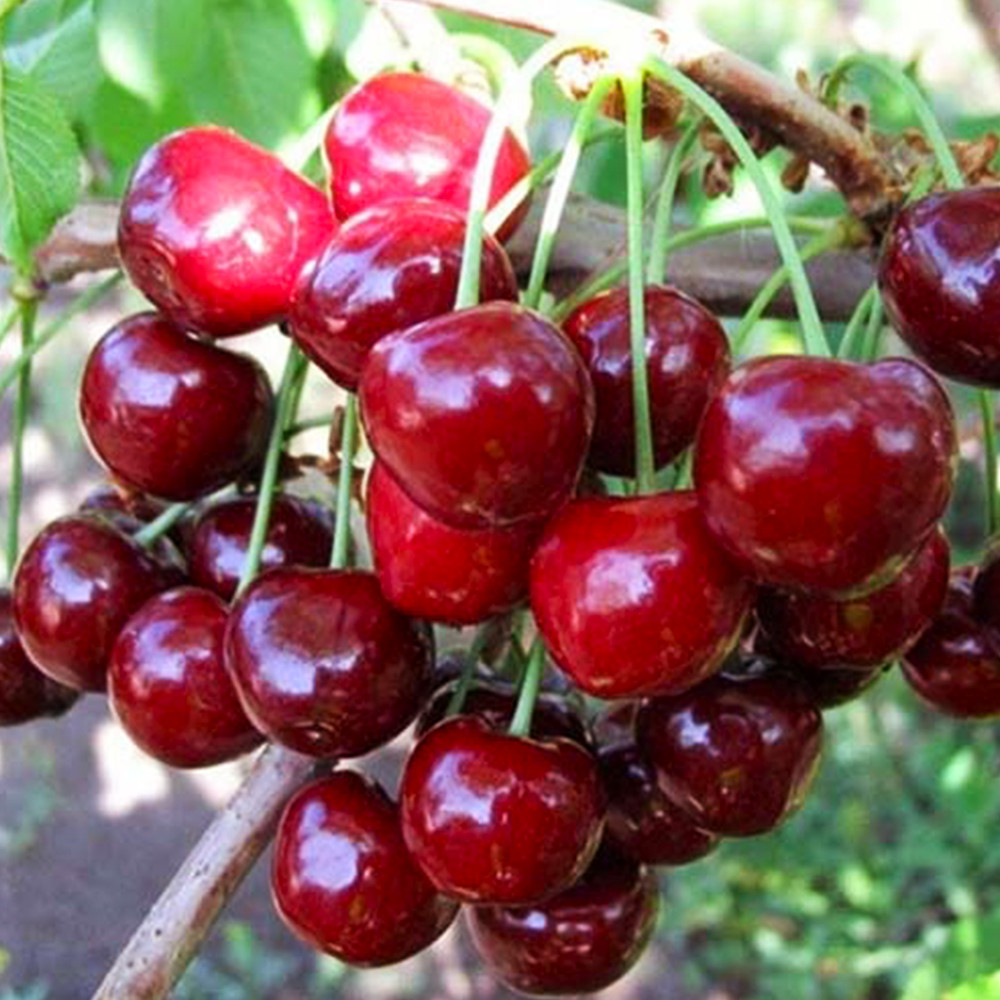 Саженцы черешни Техлован (привита) - 1-летний Черновцы - изображение 3