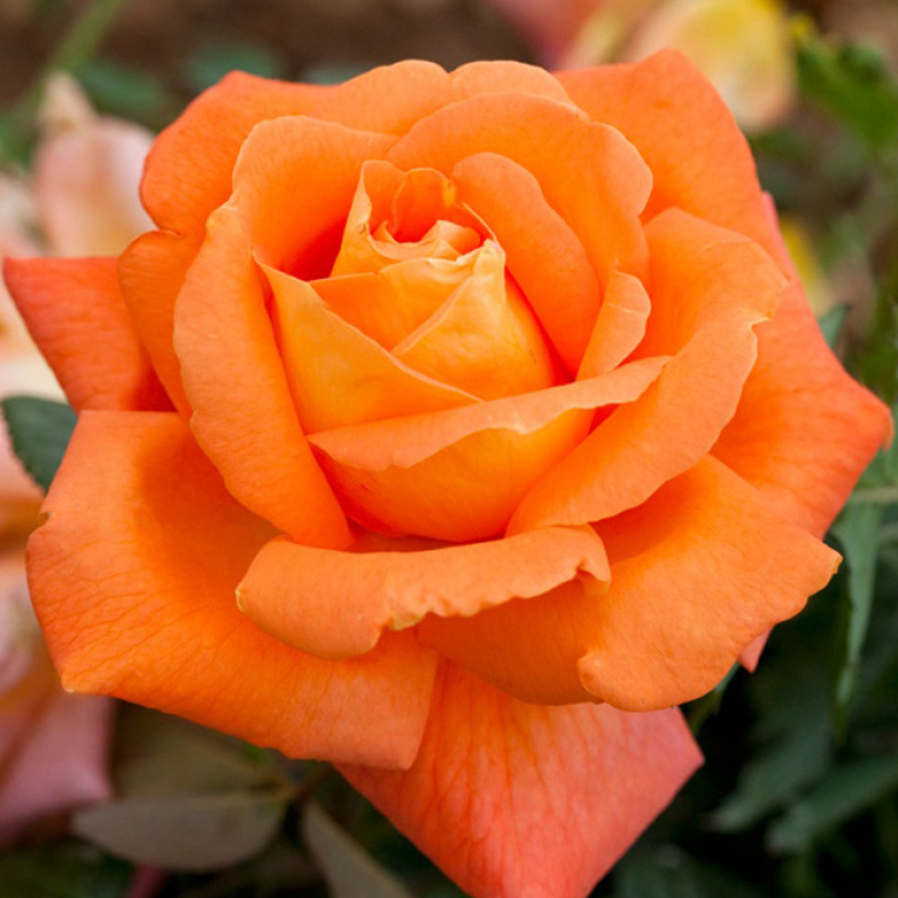 Саженцы чайно-гибридных роз Луи Де Фюнес (привитый) Черновцы - изображение 2