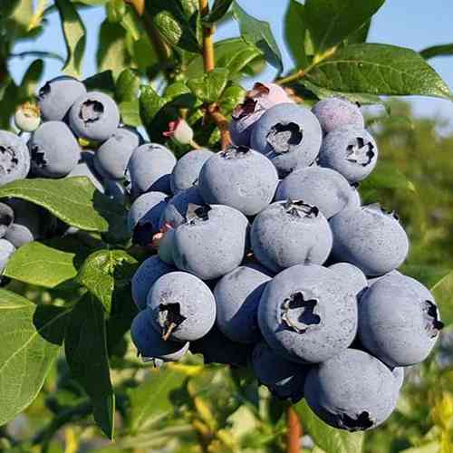 Саджанці лохини Норд Кантрі (черенкований) - 3-річний Чернівці