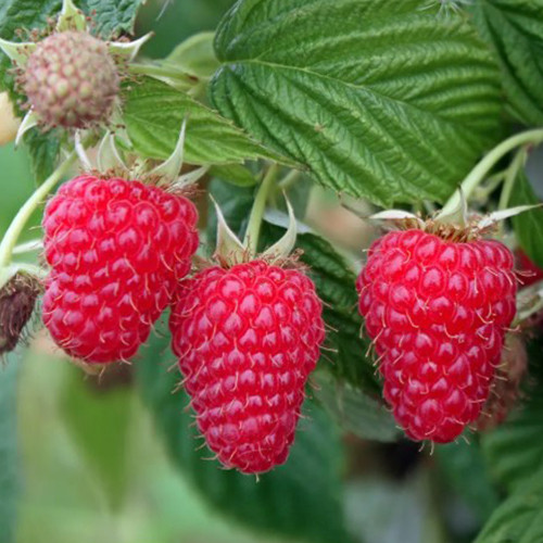 Саджанці малини Васена (черенкований) - 1-річний Чернівці - фото 1