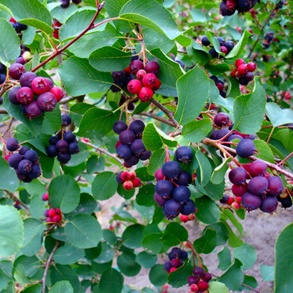 Саджанці ірги Смоукі - 1-річний Чернівці - фото 1