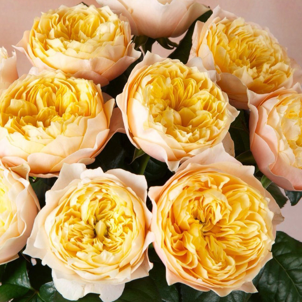 Саджанці англійських піоноподібних троянд Вувузела Голд (привитий) Чернівці - фото 1