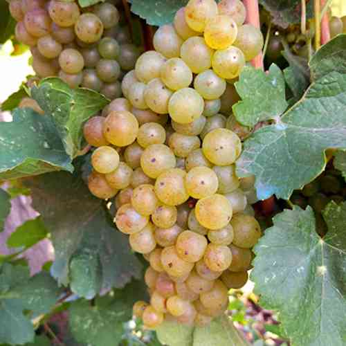 Cаджанці винограду Марсан (черенкований) - 1-річний Чернівці