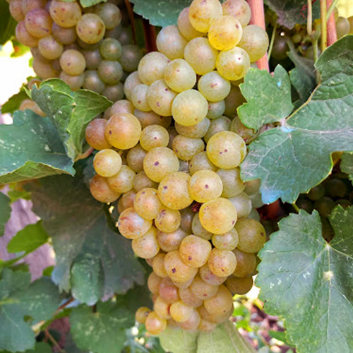 Cаджанці винограду Марсан (черенкований) - 1-річний Чернівці - фото 1