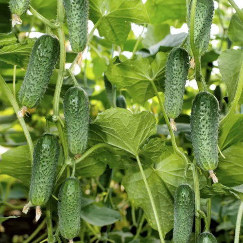 Огірок Арктика F1 самозапильний 10шт Професійне насіння Житомир - изображение 3