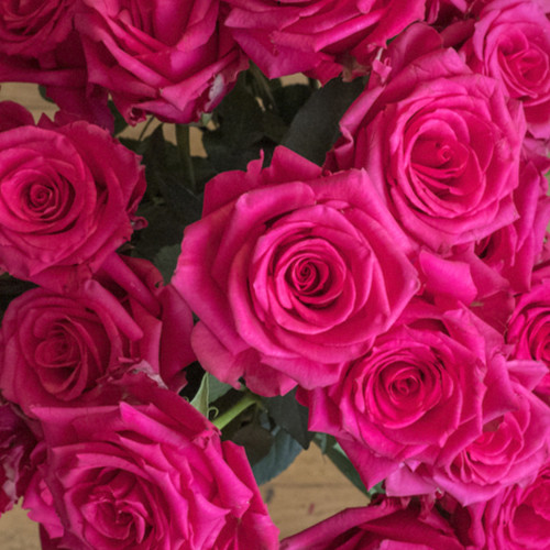 Саженцы роз Хот Эксплорер (привитый) - 2-летний Черновцы - изображение 1