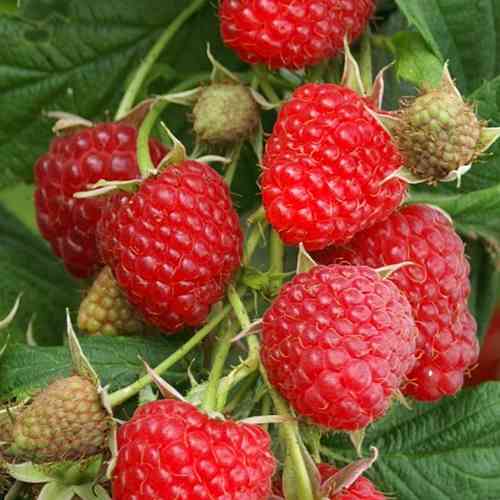 Саженцы малинового дерева Королевская Власть (черенкованный) - 2-летний Черновцы