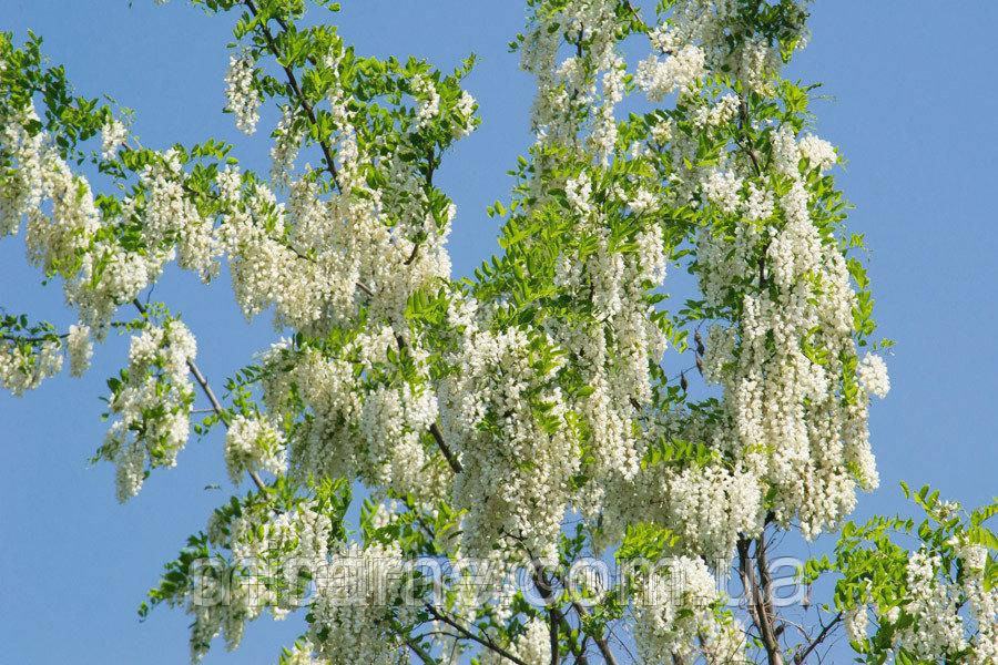 Акация белая цветки (пак/50грамм) Харьков - изображение 2