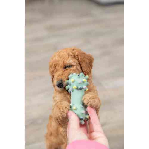 Игрушка Trixie Гантель игольчатая для собак, 10 см (латекс) Винница