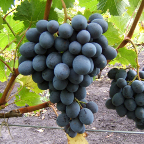 Cаджанці винограду Мавка (черенкований) - 2-річний Чернівці - фото 1