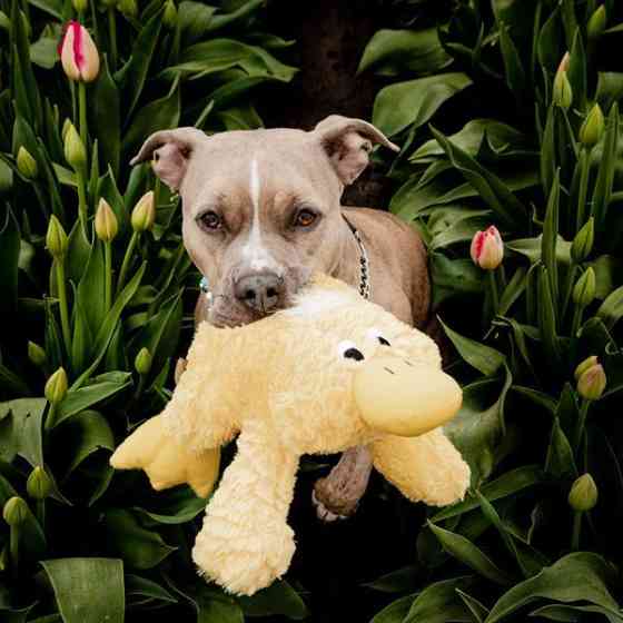 Іграшка для собак Patchwork Pet Platypus (Печворк Пет качкодзьоб) 380 Запоріжжя