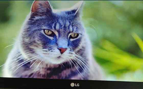 Монитор: 21.5