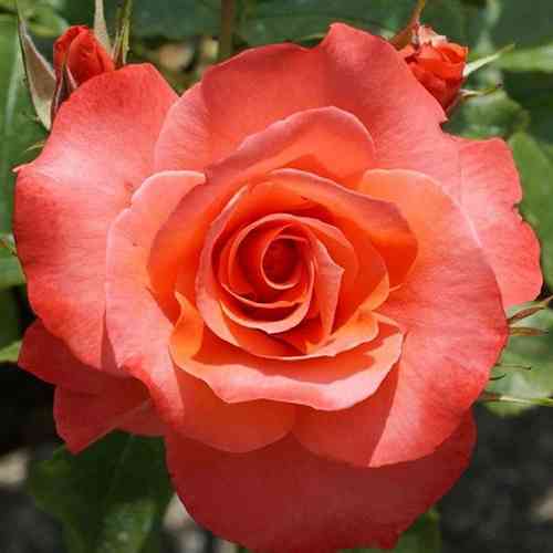 Саджанці троянд Христофор Колумб (привитий) - 2-річний Чернівці