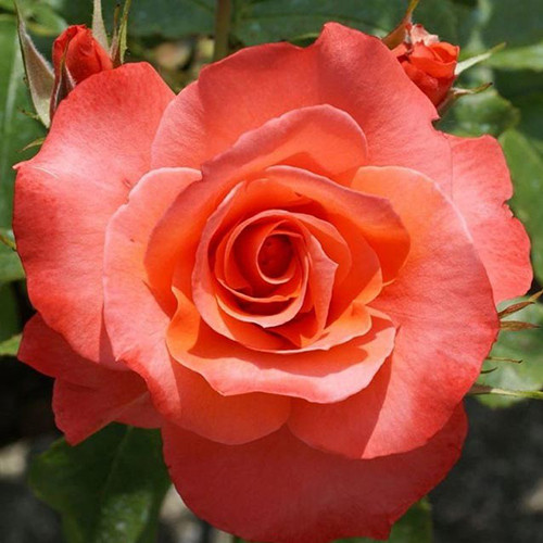 Саджанці троянд Христофор Колумб (привитий) - 2-річний Чернівці - фото 1