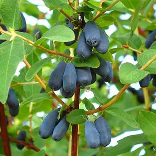 Саженцы жимолости Бореалис (черенкованный) - 3-летний Черновцы