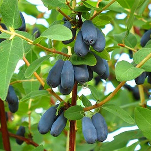 Саженцы жимолости Бореалис (черенкованный) - 3-летний Черновцы - изображение 1