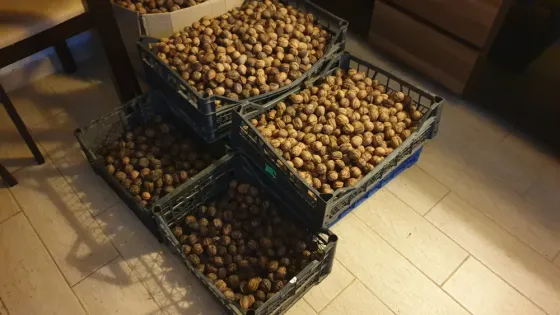 Орехи 2025 года. Одесса Одеса