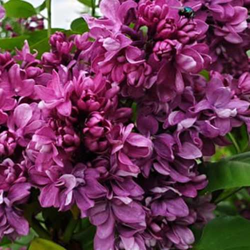 Саджанці бузку Вогні Донбасу (привитий) - 1-річний Чернівці - фото 1