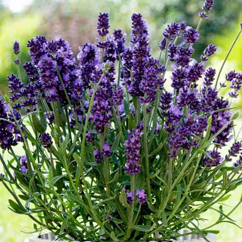 Саженцы лаванды Платинум Нико (черенкованный) - 1-летний Черновцы