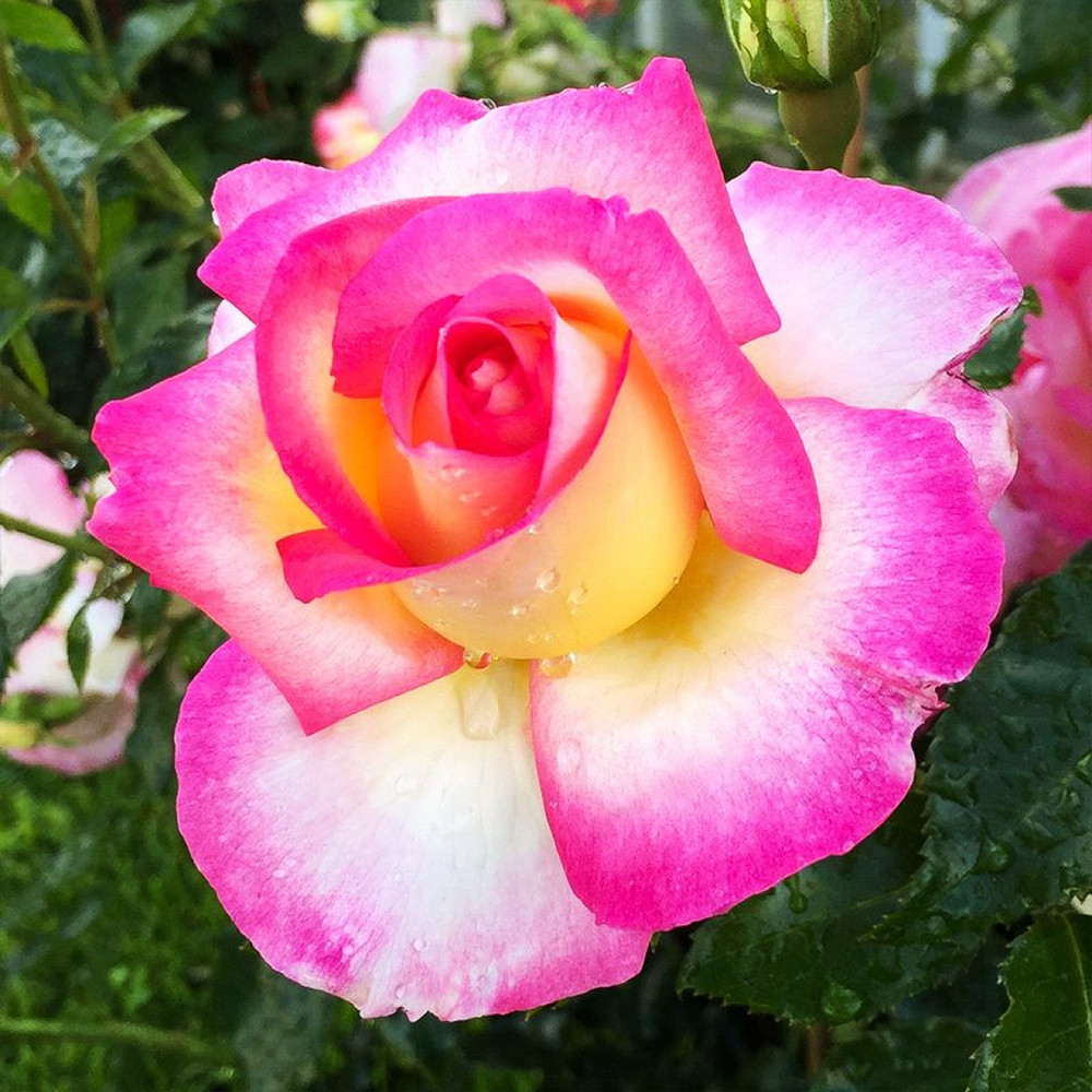 Саджанці чайно-гібридних троянд Світ Делайт (привитий) Чернівці - фото 2