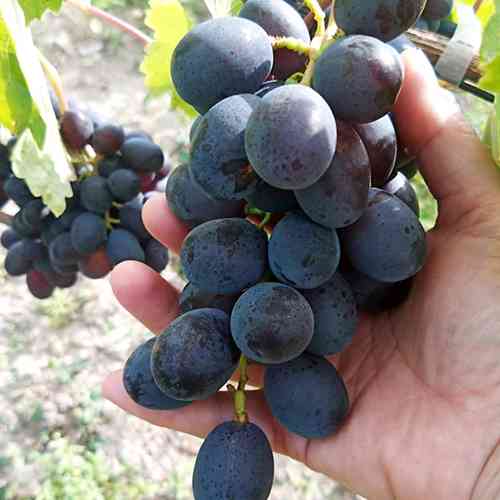 Cаджанці винограду Чорна Хмара (черенкований) - 2-річний Чернівці