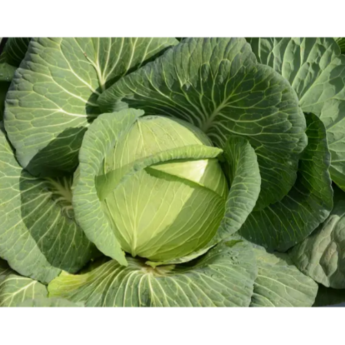 Капуста білоголова Платон F1 20шт Професійне насіння Житомир