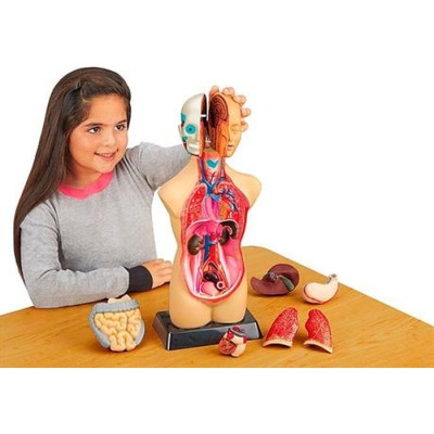 Набір для експериментів EDU-Toys Анатомічна модель людини збірна 27 см (MK027) Вінниця - фото 4
