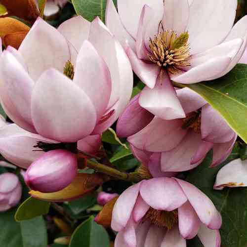 Саженцы магнолии Фейри Крім Блаш (привитый) - 3-летний Черновцы