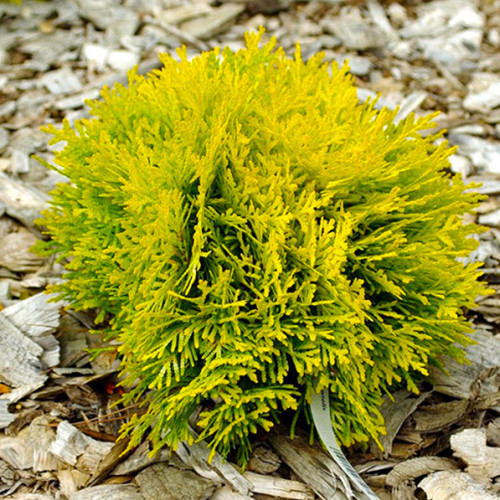 Саджанці туї Амбер Глоу Чернівці - фото 1