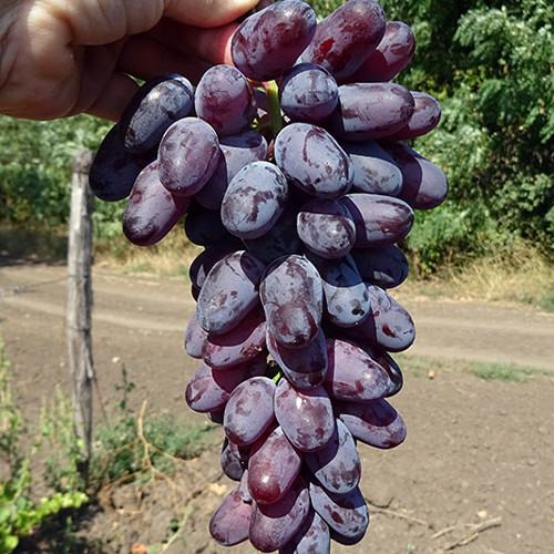 Саженцы винограда Ромео (черенкованный) - 2-летний Черновцы - изображение 1