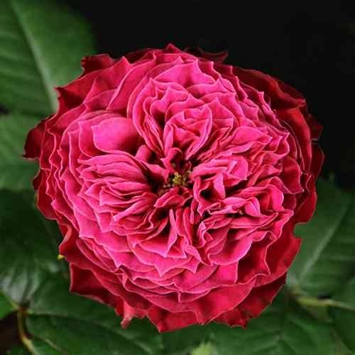 Саджанці троянд Меджик Вувузела (привитий) - 2-річний Чернівці