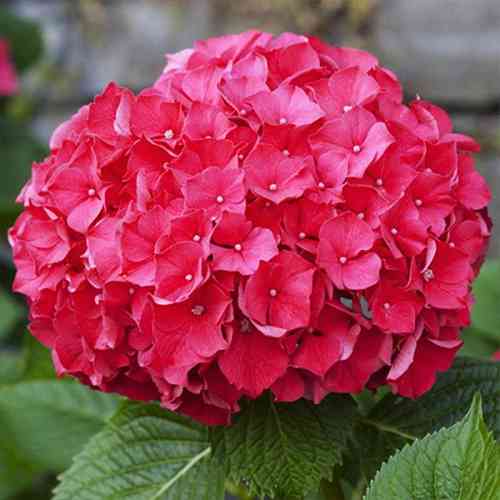 Саджанці гортензії Альпенглюхен (черенкований) - 1-річний Чернівці