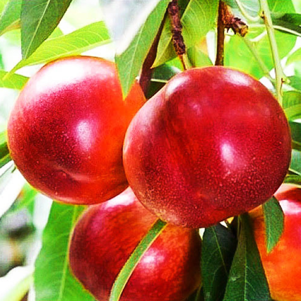 Саженцы нектарина Ванг-8 (привитый) - 2-летний Черновцы - изображение 2