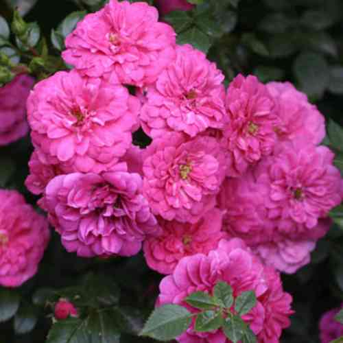 Саджанці троянд Кнірпс (привитий) - 2-річний Чернівці