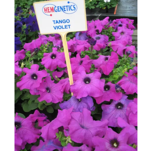 Петунія грандіфлора Танго F1 фіолетова 20шт Професійне насіння Житомир - фото 2