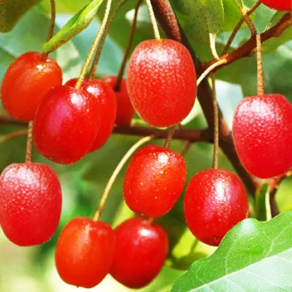 Саджанці гуммі Монерон Чернівці - фото 2