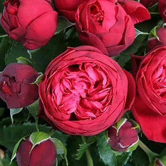 Саженцы роз на штамбе Пиано (привитый) Черновцы