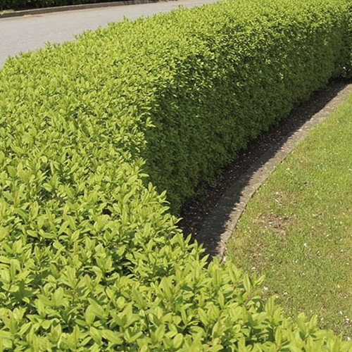 Саджанці бірючини Сіненсе (черенкований) - 2-річний Чернівці - фото 1