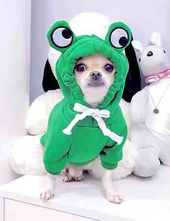 Костюм для собачок та котиків Жабка S зелений Київ