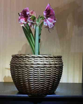 Кашпо з ротангу 12 л (ручна робота), стильний горщик для квітів - бронзове дерево Киев