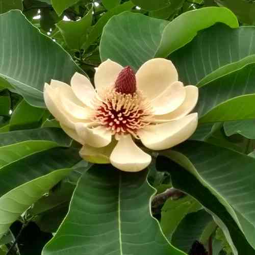 Саженцы магнолии Обоватая (черенкованный) - 2-летний Черновцы