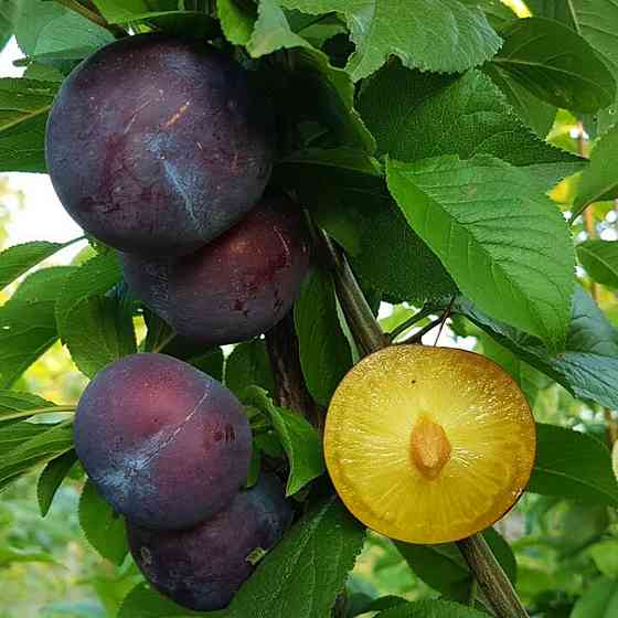 Саджанці диплоїдної сливи Блек Голд (привитий) - 2-річний Чернівці