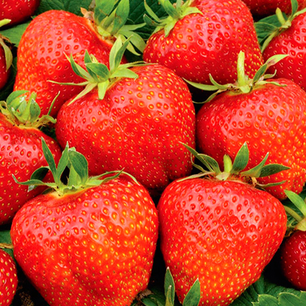 Саджанці полуниці Гігантелла (10 штук) Чернівці - фото 2