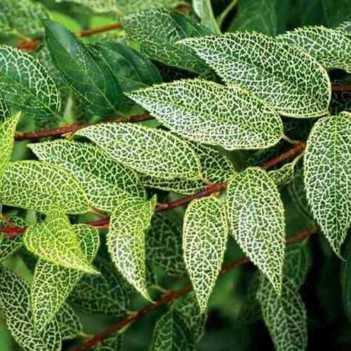 Cаджанці форзиції Кумсон (черенкований) - 1-річний Чернівці