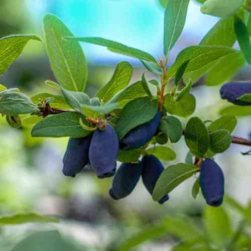 Саженцы жимолости Альпийская (черенкованный) - 3-летний Черновцы